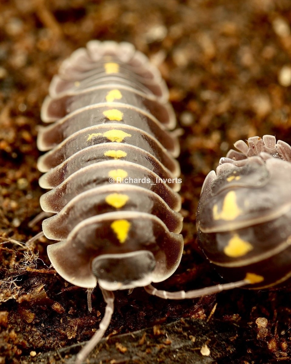 Darth Vader Isopod, (Armadillidium germanicum) - Richard’s Inverts