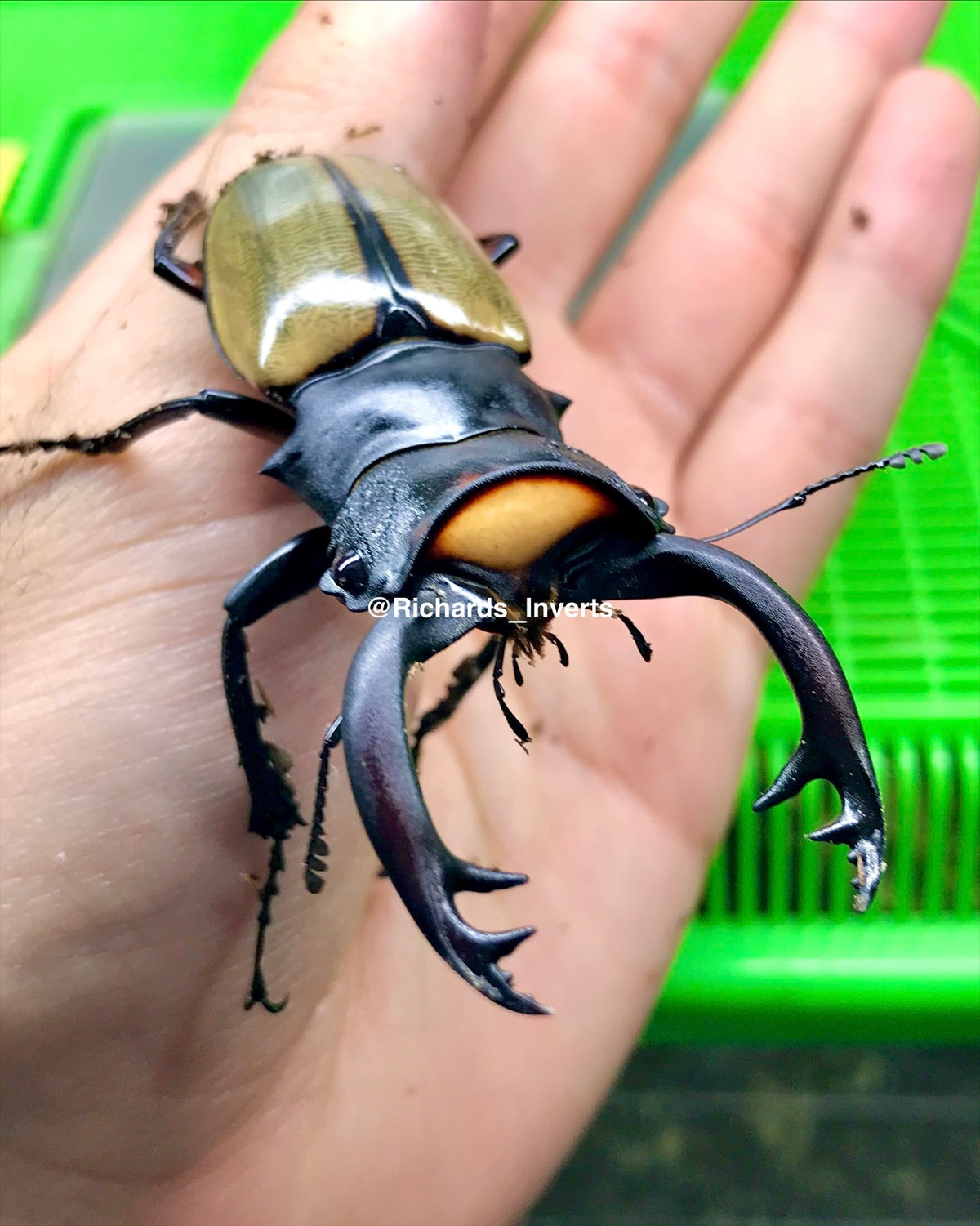Larvae - Lacordaire's Stag Beetle, (Odontolabis lacordairei)