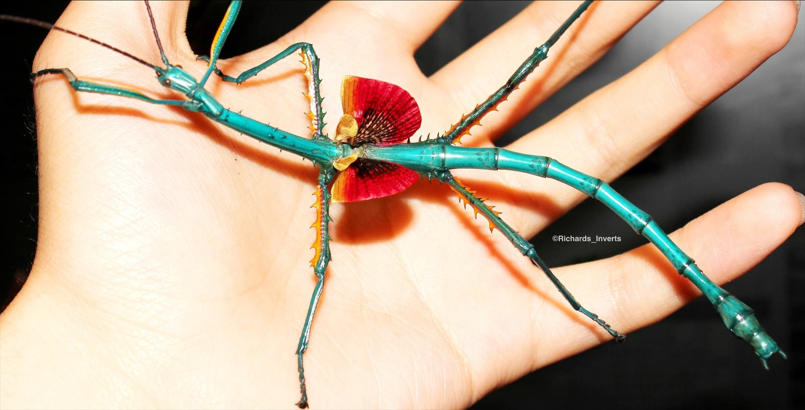 Achrioptera fallax, Achrioptera manga, Metallic Stick Insect adult male