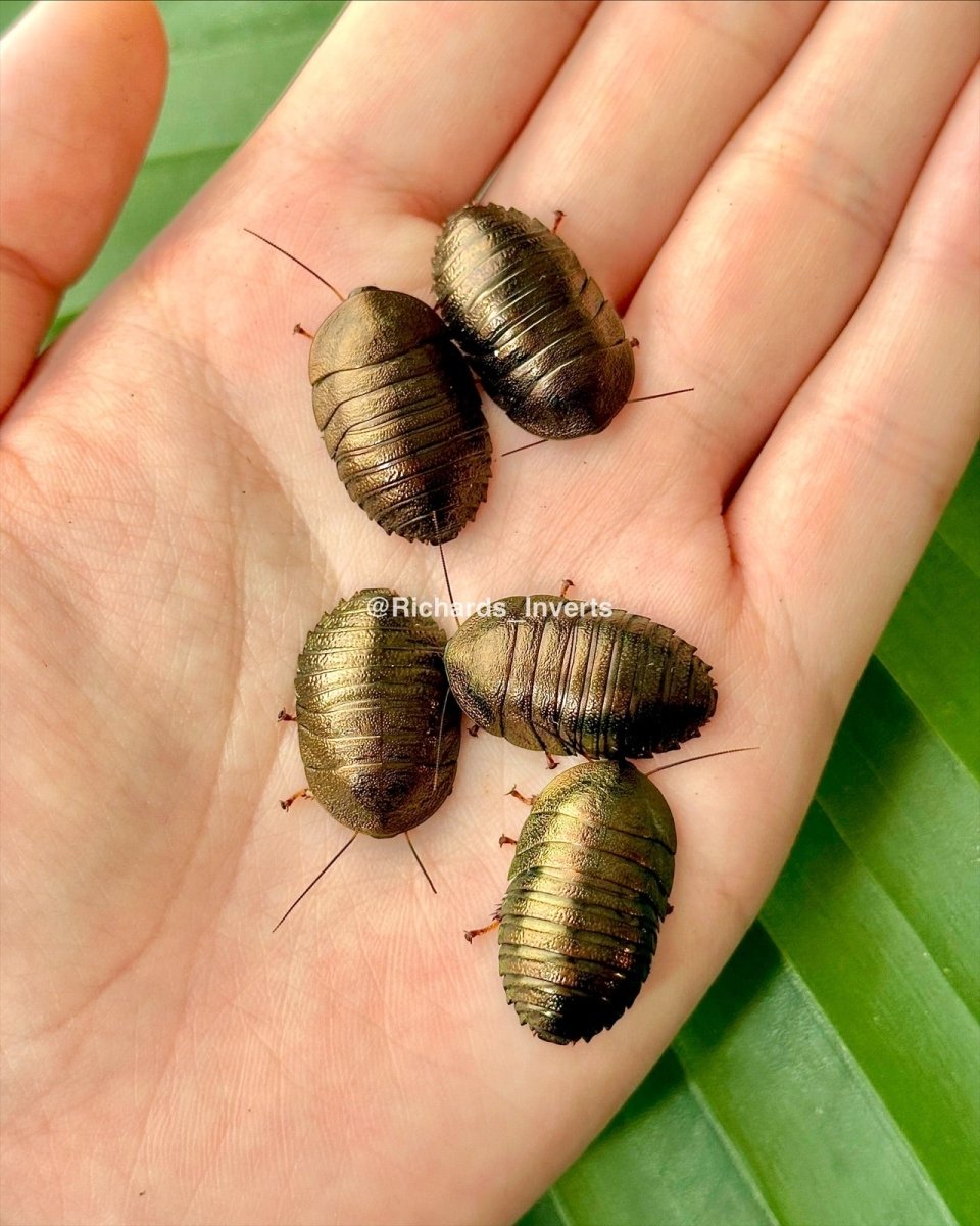 Emerald Cockroach "Gold", (Pseudoglomeris magnifica) - Richard’s Inverts
