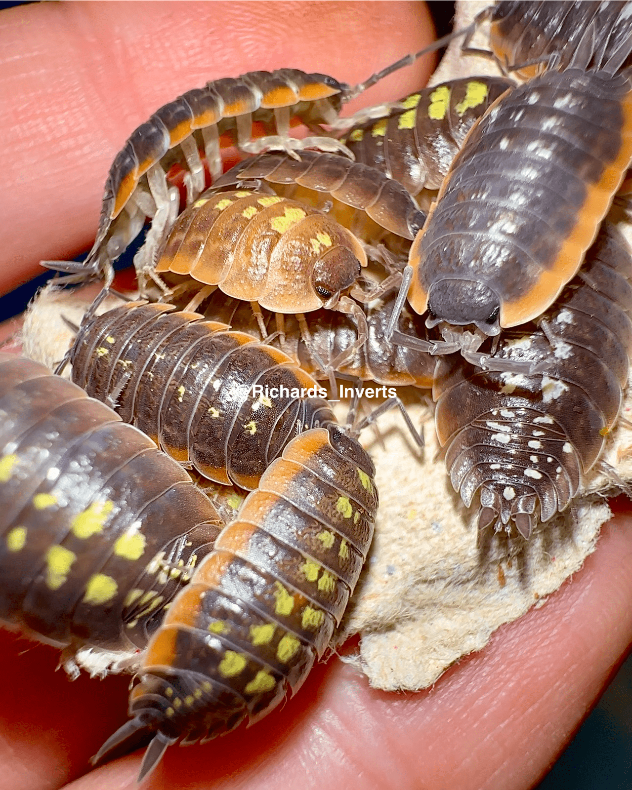 Firecracker Isopod, (Porcellio duboscqui "Firecracker") - Richard’s Inverts