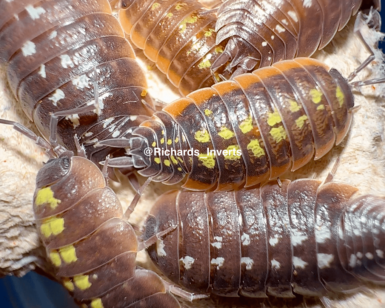 Firecracker Isopod, (Porcellio duboscqui "Firecracker") - Richard’s Inverts