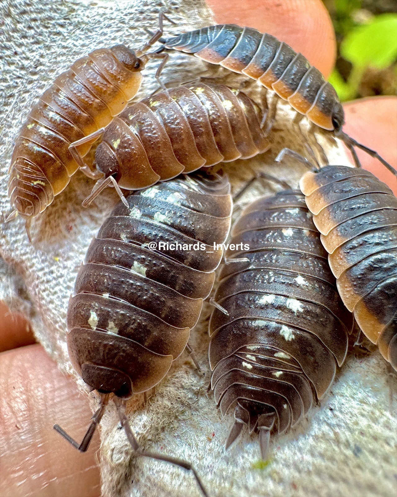 French Cave Isopod, (Porcellio duboscqui) - Richard’s Inverts
