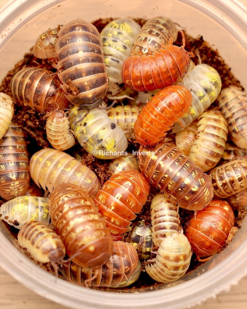 Gem Mix Isopods, (Armadillidium vulgare "Gem Mix") - Richard’s Inverts