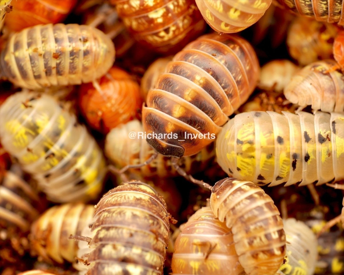 Gem Mix Isopods, (Armadillidium vulgare "Gem Mix") - Richard’s Inverts