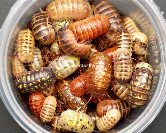 Gem Mix Isopods, (Armadillidium vulgare "Gem Mix") - Richard’s Inverts