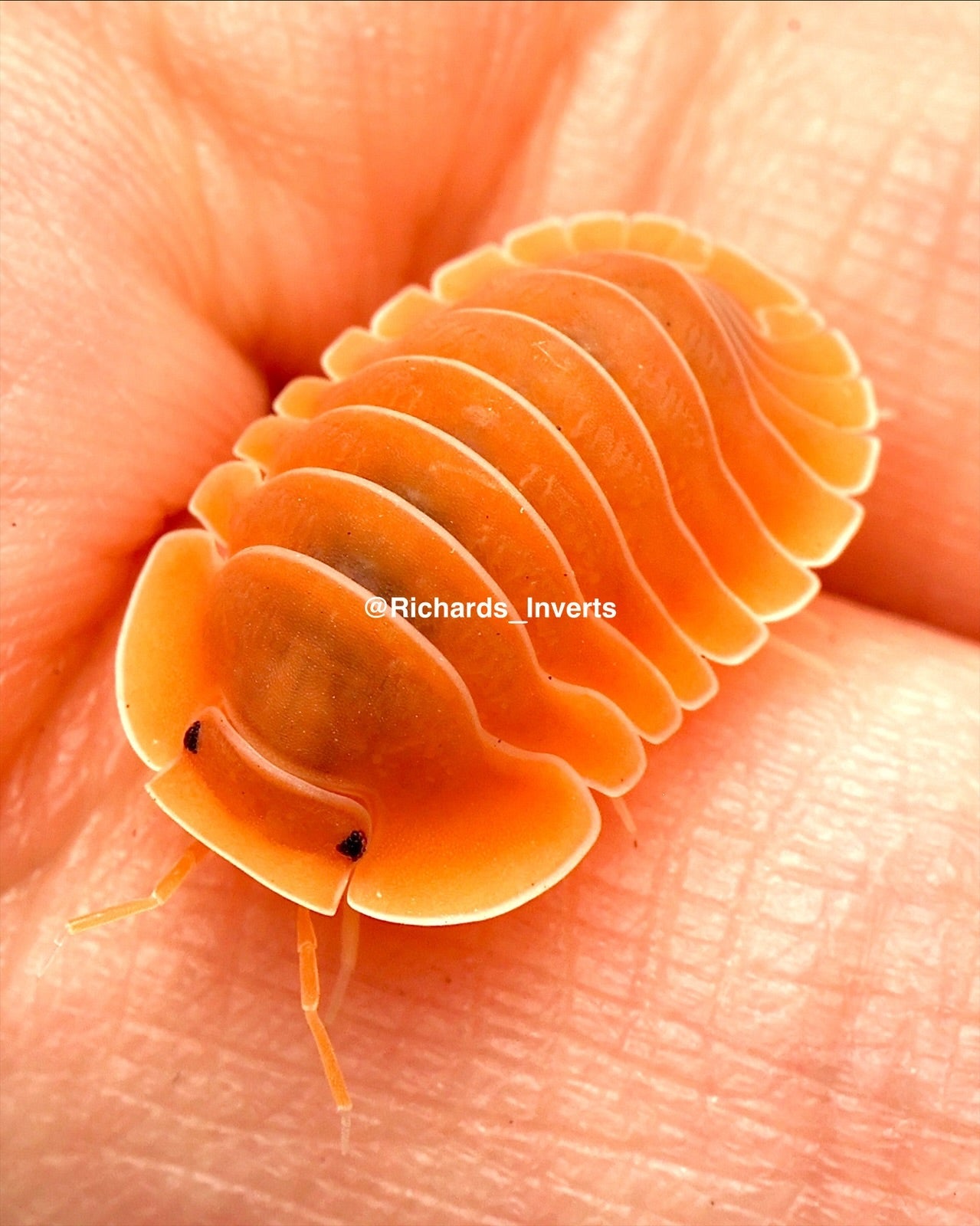 Giant Crabby Isopod, (Cubaris sp. "Crabby") - Richard’s Inverts