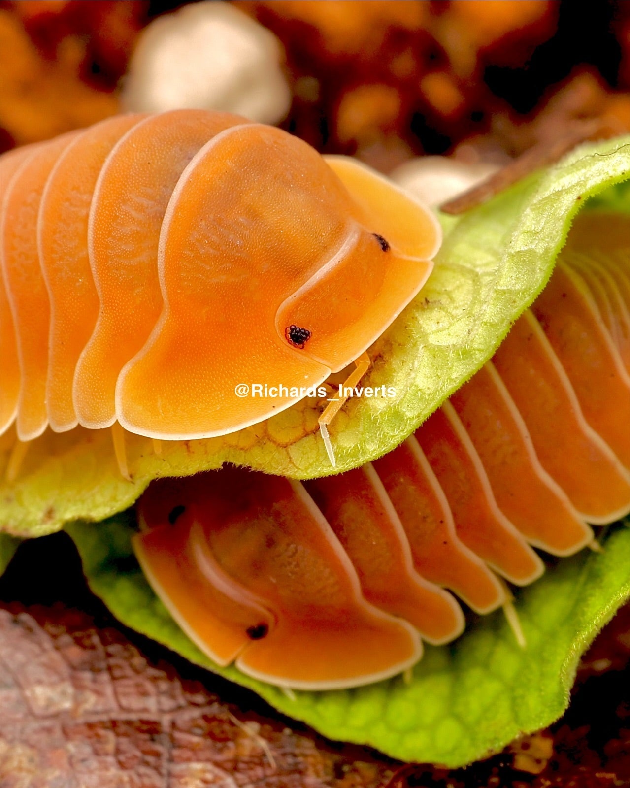 Giant Crabby Isopod, (Cubaris sp. "Crabby") - Richard’s Inverts