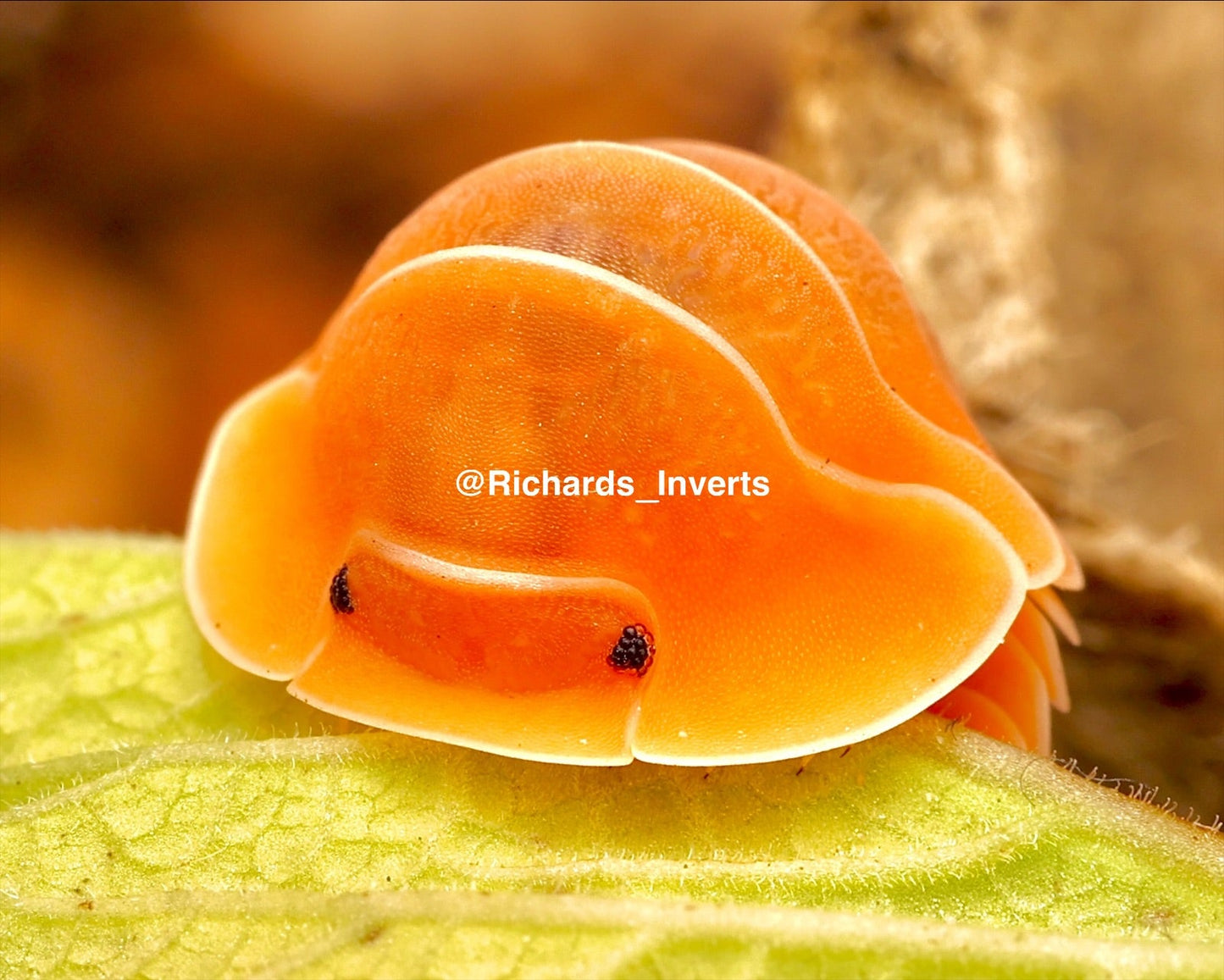 Giant Crabby Isopod, (Cubaris sp. "Crabby") - Richard’s Inverts