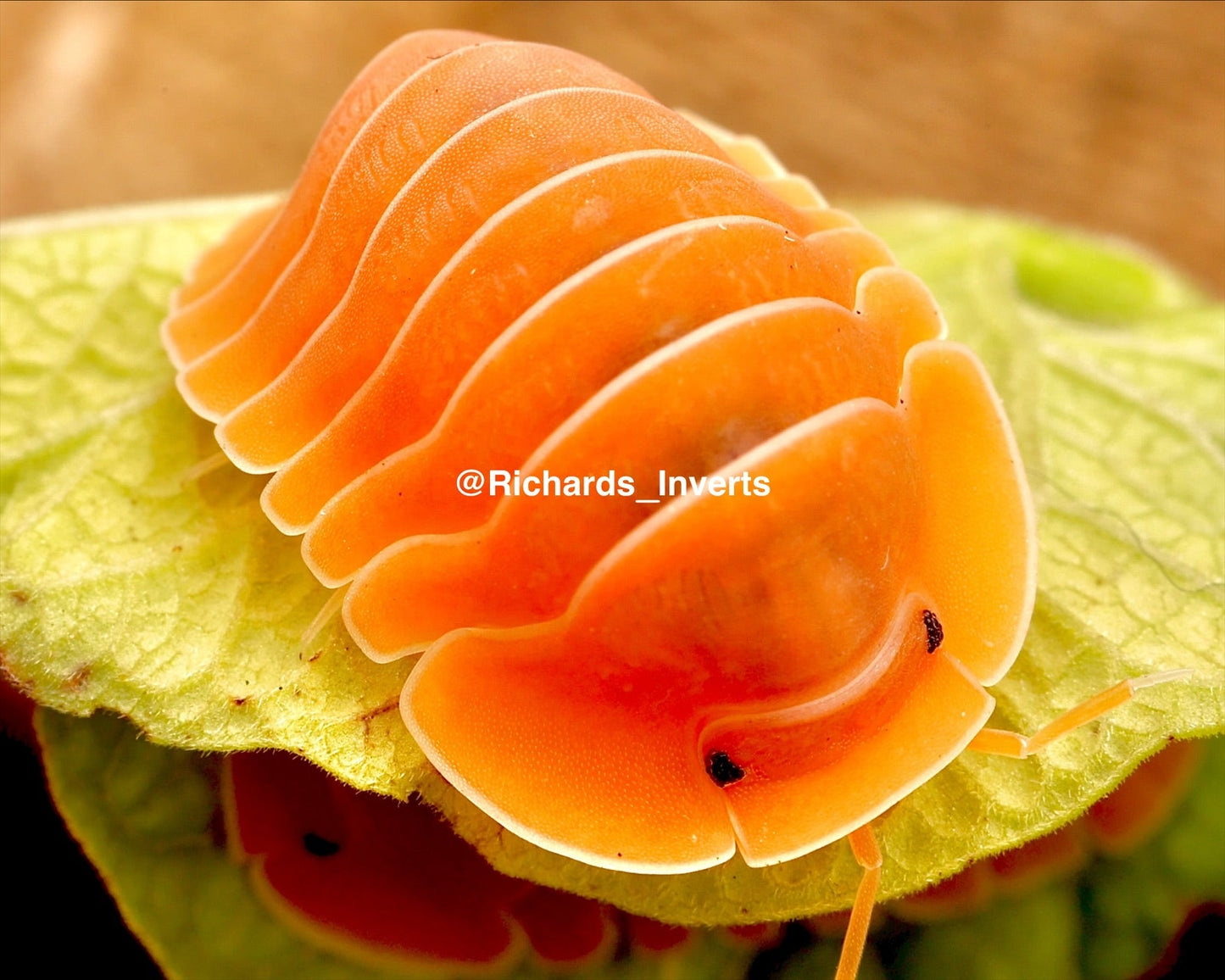 Giant Crabby Isopod, (Cubaris sp. "Crabby") - Richard’s Inverts