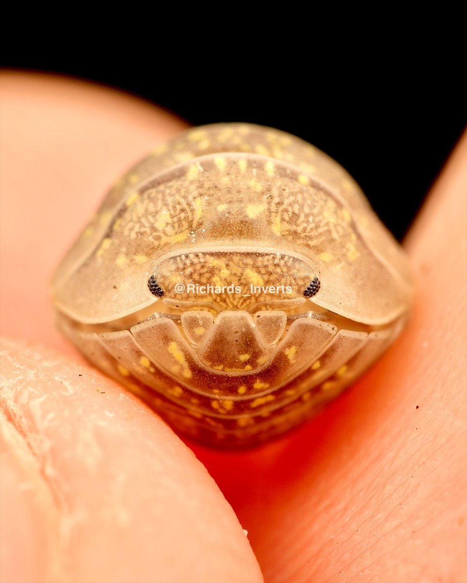Giant Gold Dust Isopod, (Armadillidium ameglioi) - Richard’s Inverts