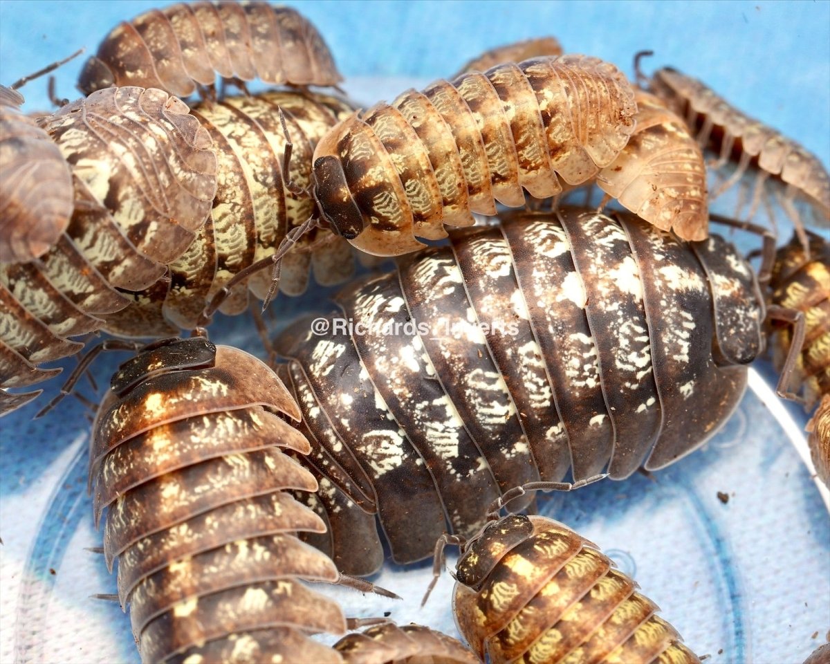 Giant Granite Isopod, (Armadillidium vallombrosae) - Richard’s Inverts