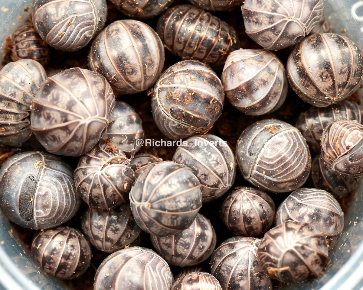 Giant Hissing Isopod, (Armadillo officinalis "Israel") - Richard’s Inverts