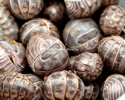 Giant Hissing Isopod, (Armadillo officinalis "Israel") - Richard’s Inverts