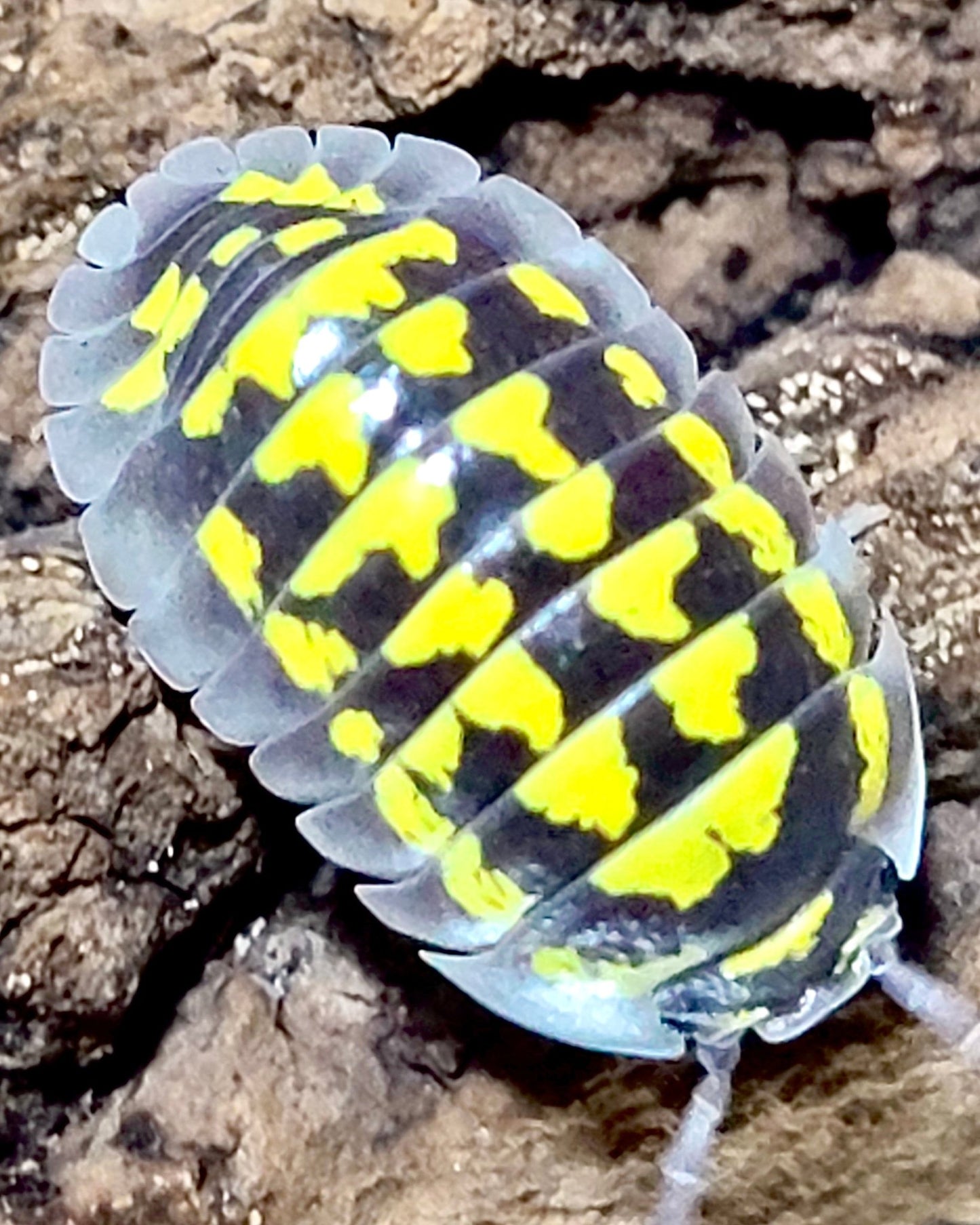 ⨂ Giant Neon Yellow Isopod "Halo", (Armadillidium gestroi "Halo") - Richard’s Inverts