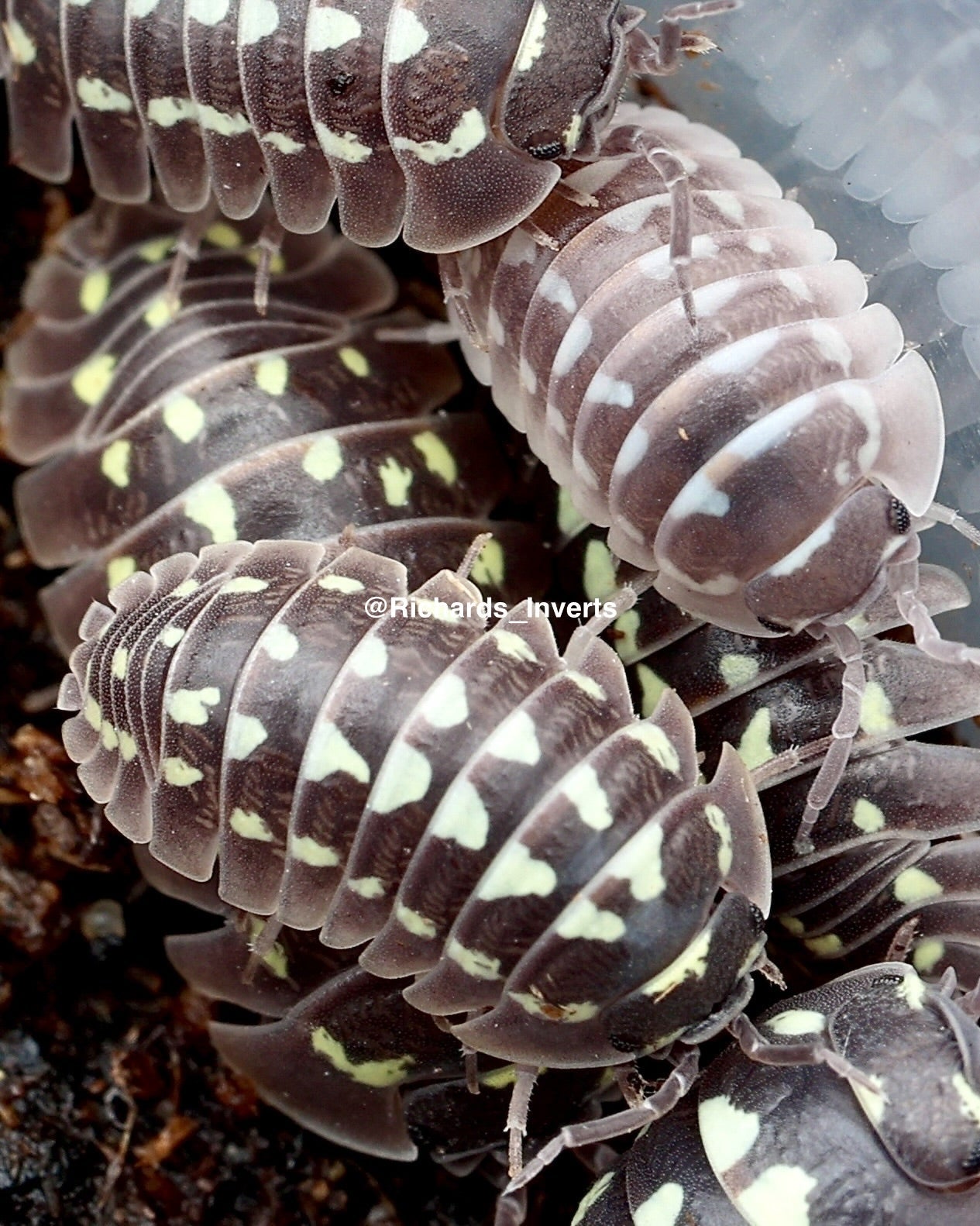 Giant Neon Yellow Isopod "Zinger", (Armadillidium gestroi) - Richard’s Inverts