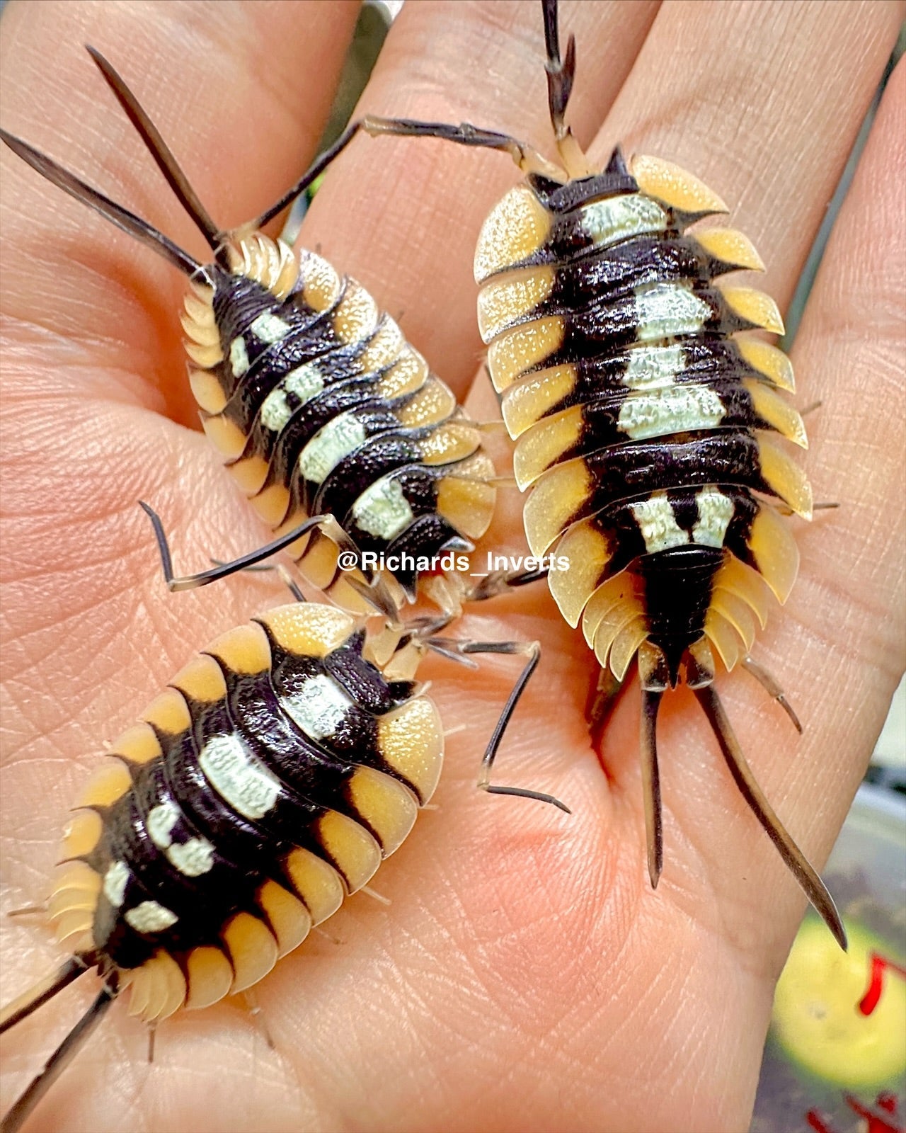 Giant Spanish Isopod "Senia Giant", (Porcellio expansus) - Richard’s Inverts