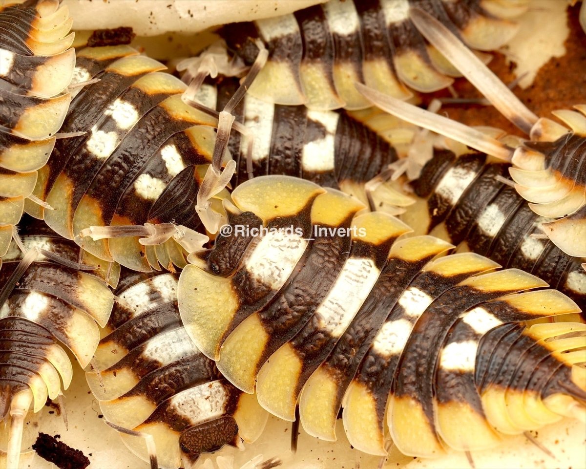 Giant Spanish Isopod "Tortosa", (Porcellio expansus) - Richard’s Inverts