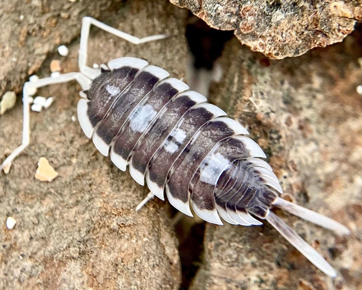 Giant Succinctus Isopod "Giant Pastel", (Porcellio succinctus "Giant Pastel") - Richard’s Inverts