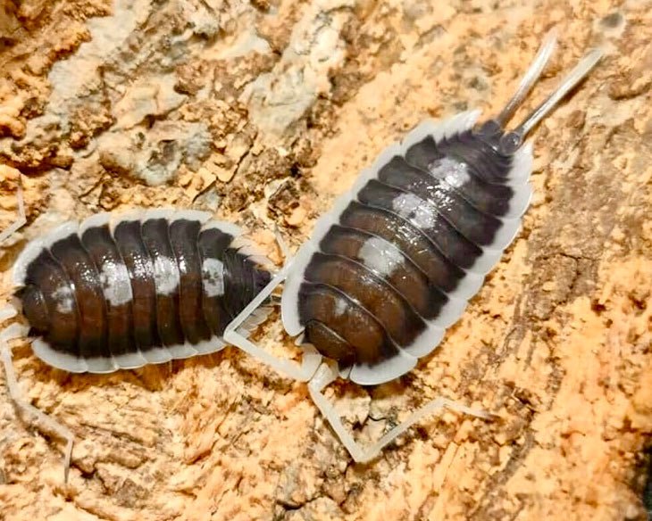 ⨂ Giant Succinctus Isopod, (Porcellio succinctus) - Richard’s Inverts