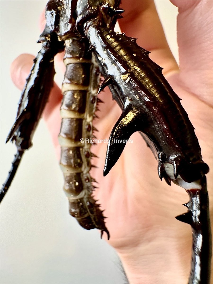 Giant Thorny Devil Stick Insect, (Eurycantha horrida "Popondetta") - Richard’s Inverts