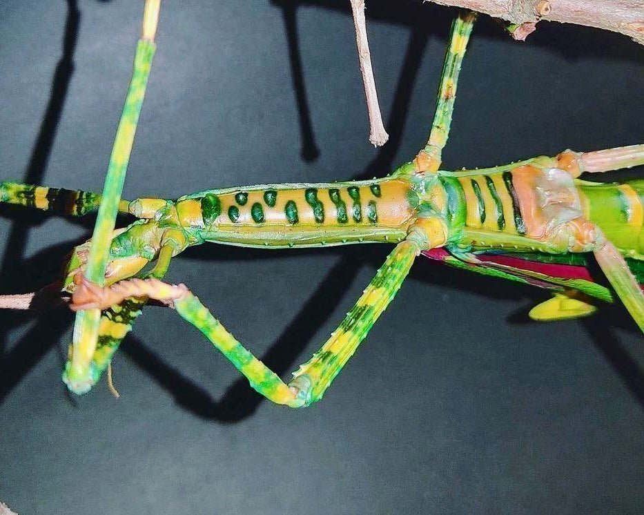 Giant Timor Stick Insect, (Eurycnema versirubra "Timor") - Richard’s Inverts