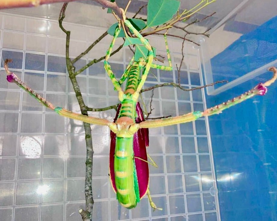Giant Timor Stick Insect, (Eurycnema versirubra "Timor") - Richard’s Inverts