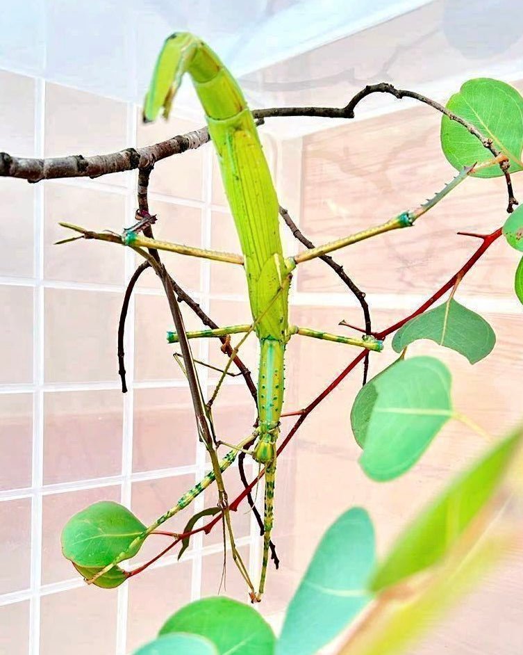 Giant Timor Stick Insect, (Eurycnema versirubra "Timor") - Richard’s Inverts
