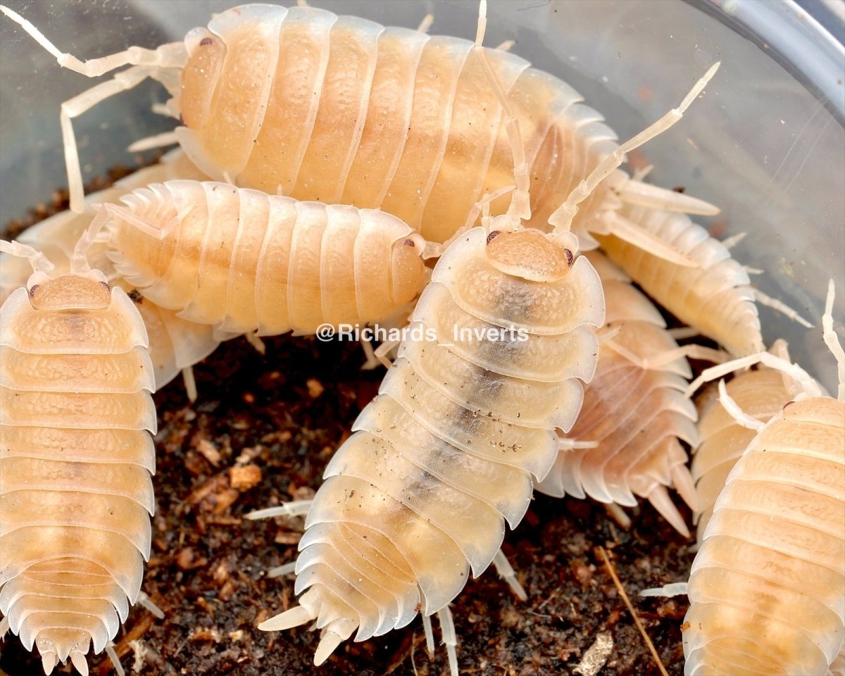 Giant Titan Isopod "Sevilla, Caramel", (Porcellio hoffmannseggii) - Richard’s Inverts