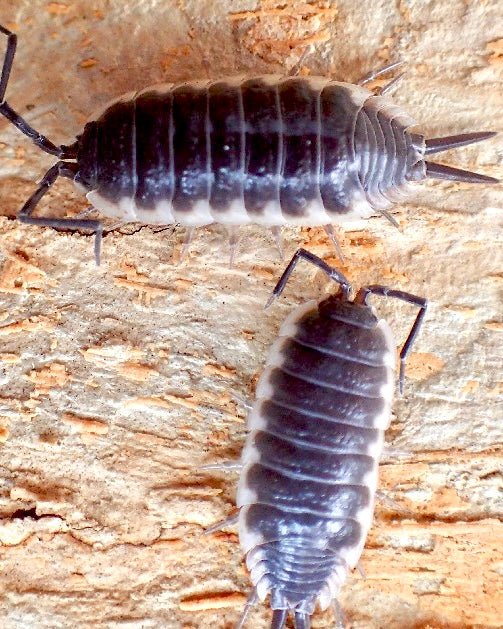 Giant Titan Isopod "Sevilla", (Porcellio hoffmannseggii) - Richard’s Inverts