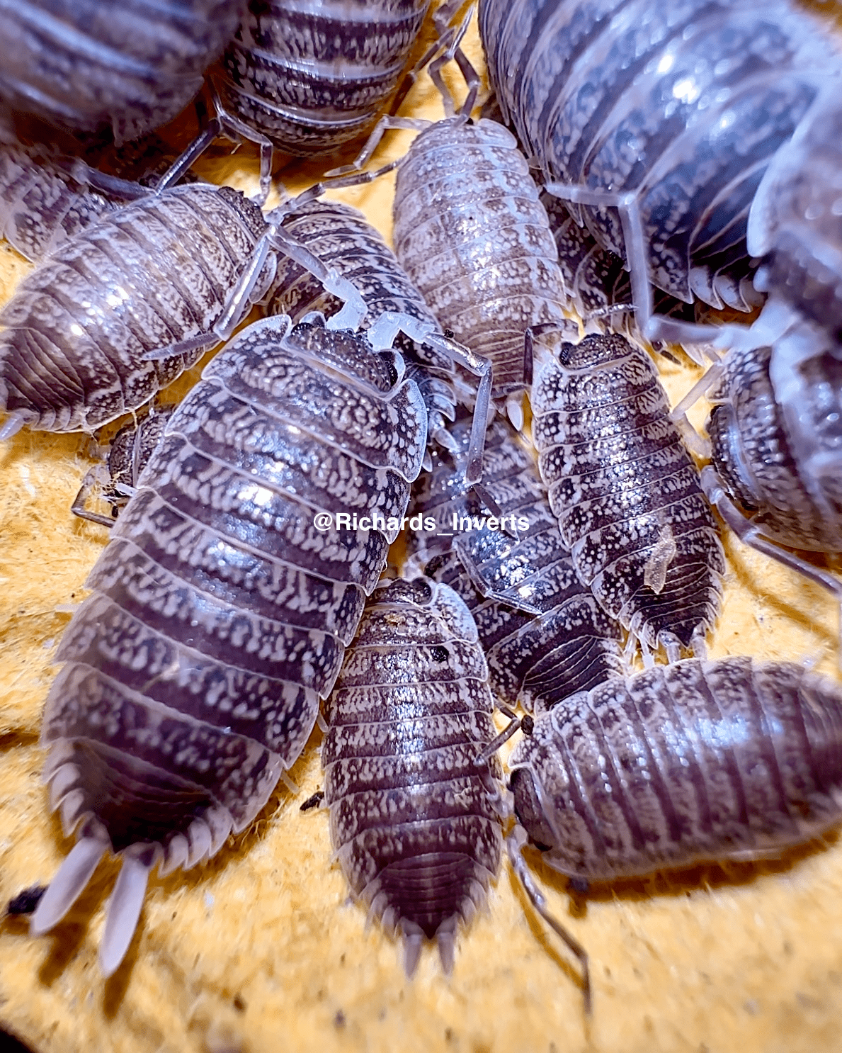 Giant Titan Isopod "Sordidus", (Porcellio hoffmannseggii) - Richard’s Inverts