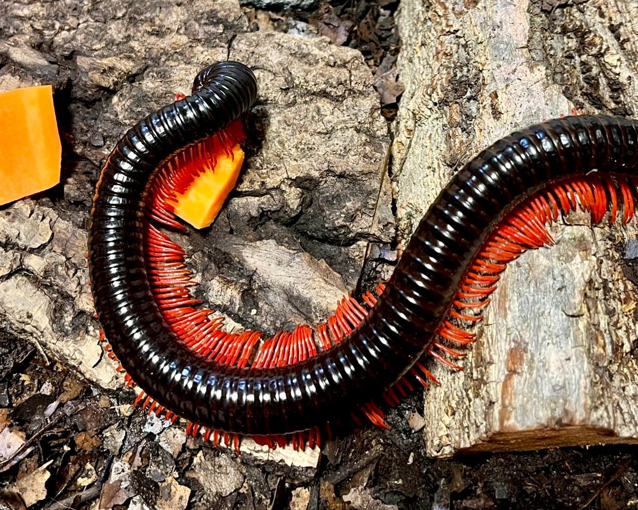 ⨂ Giant Vietnamese Millipede, (Harpagophoridae sp.) - Richard’s Inverts