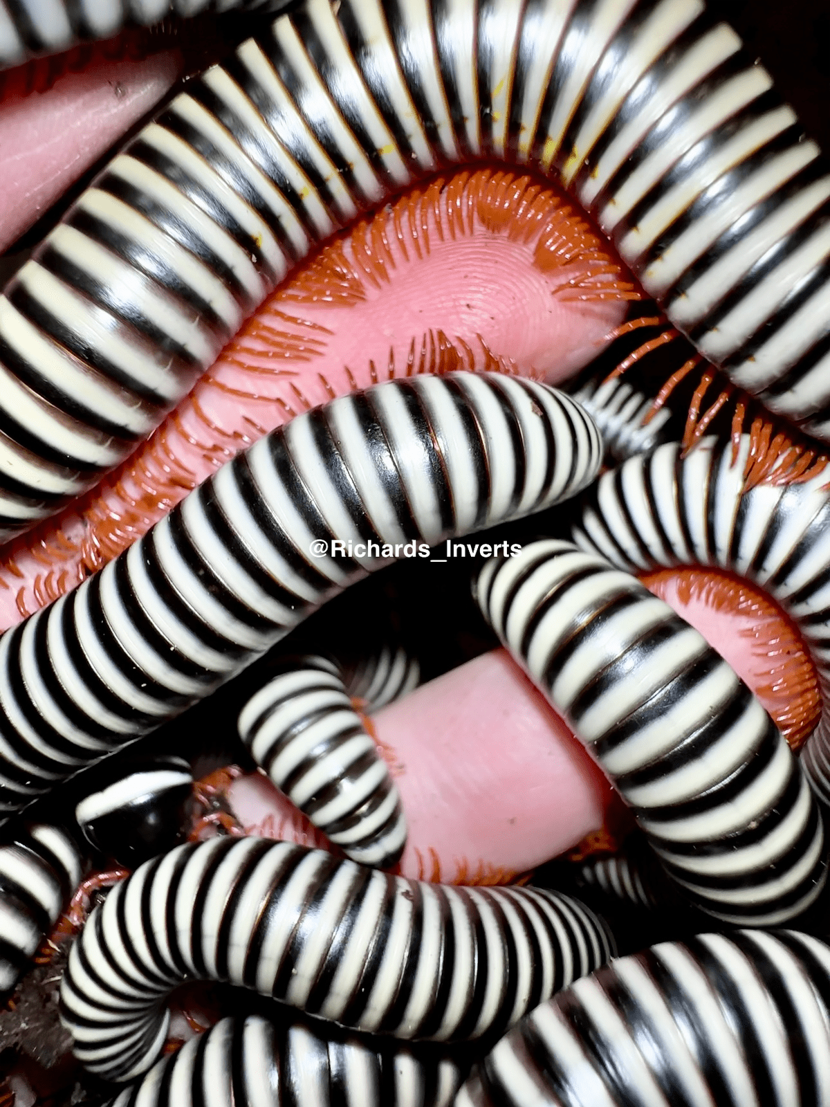 ⨂ Giant Zebra Millipede, (Doratogonus flavifilis) - Richard’s Inverts