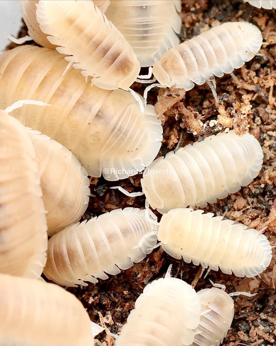 Glacier Isopod, (Cubaris murina "Glacier") - Richard’s Inverts