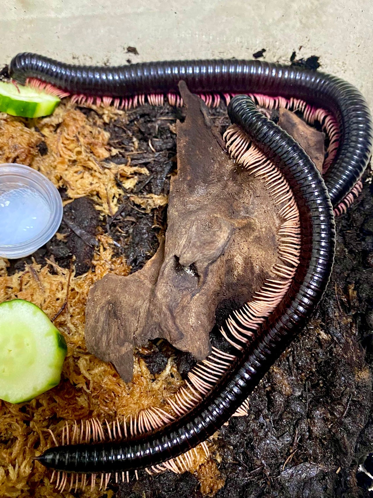 ⨂ Goliath Pinkleg Millipede, (Harpagophoridae sp. "Pinkleg") - Richard’s Inverts