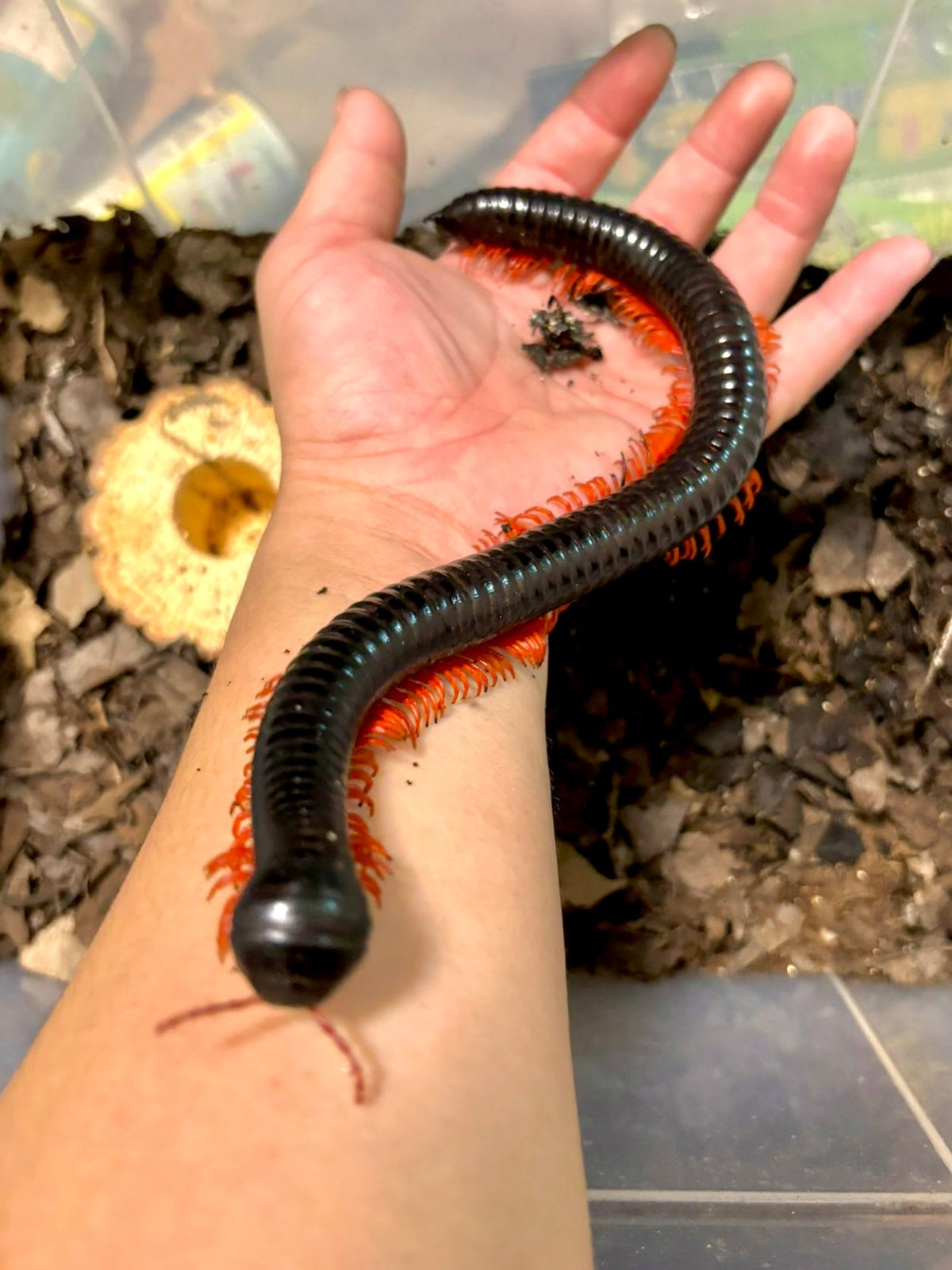 ⨂ Goliath Redleg Millipede, (Harpagophoridae sp. "Redleg") - Richard’s Inverts