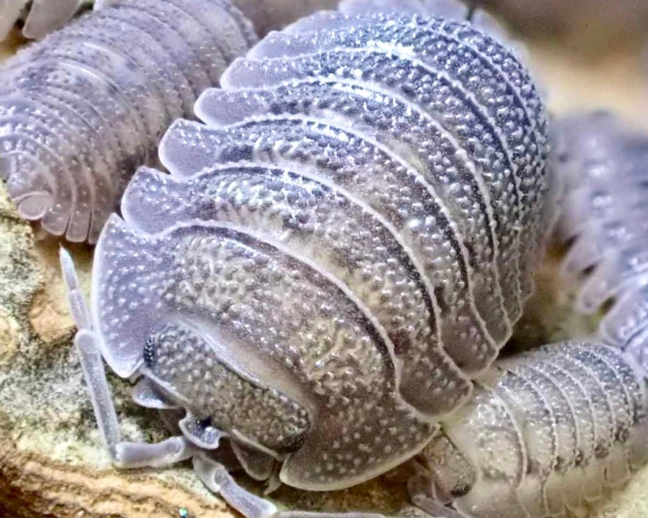 Greek Speckled Isopod, (Armadillidium peraccae) - Richard’s Inverts