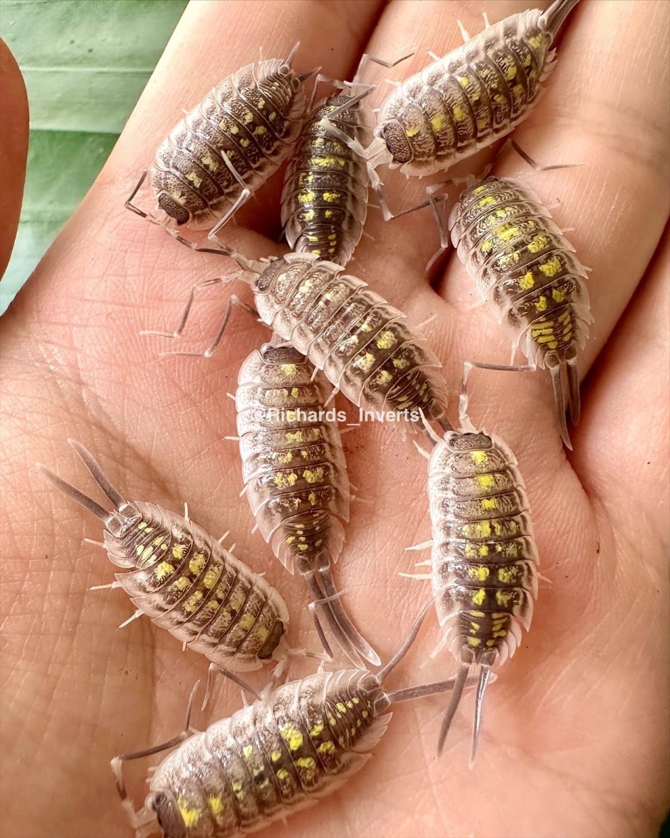Haasi Isopod "Giant", (Porcellio haasi) - Richard’s Inverts
