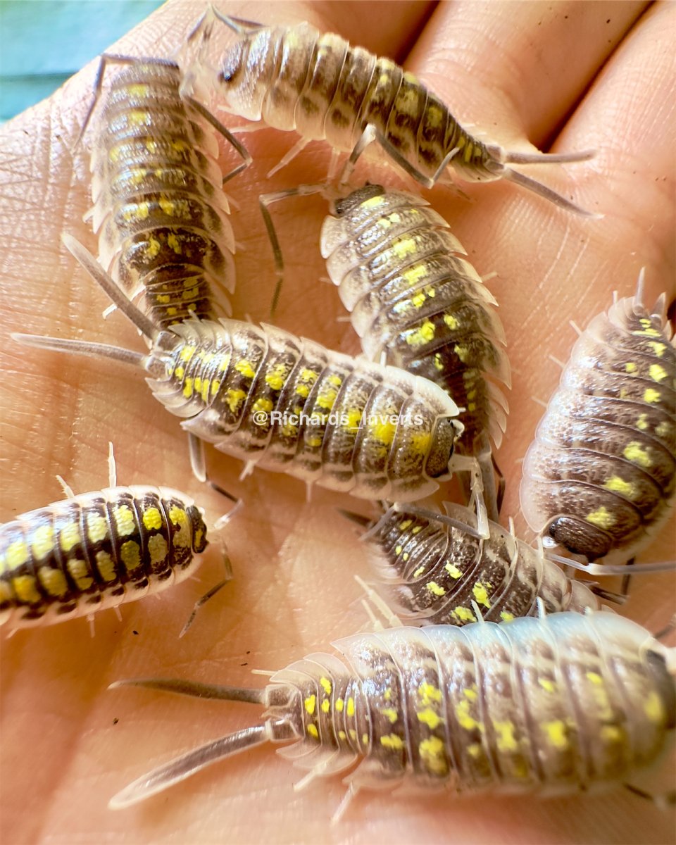Haasi Isopod "Giant", (Porcellio haasi) - Richard’s Inverts