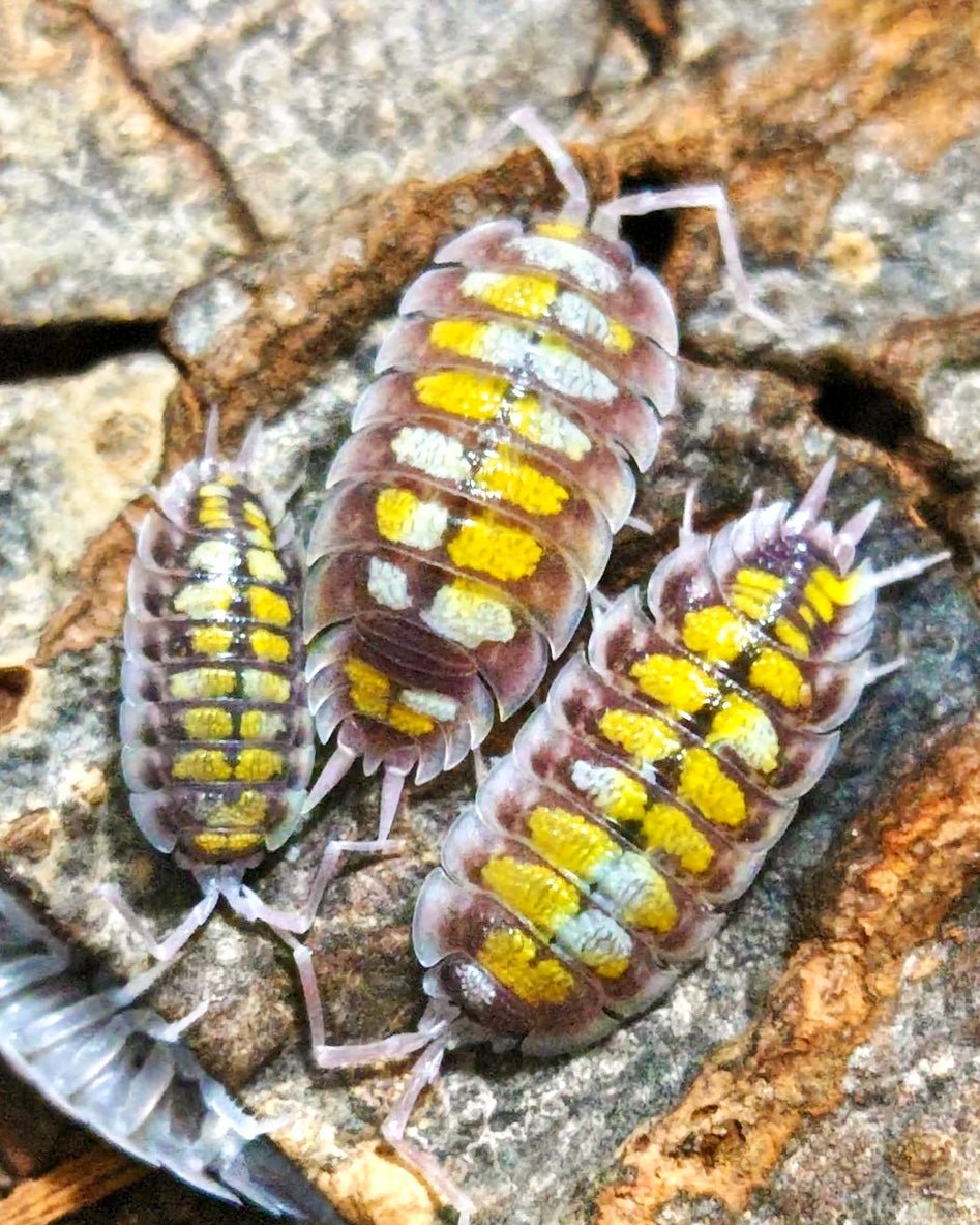 ⨂ Haasi Isopod "Palette", (Porcellio haasi) - Richard’s Inverts