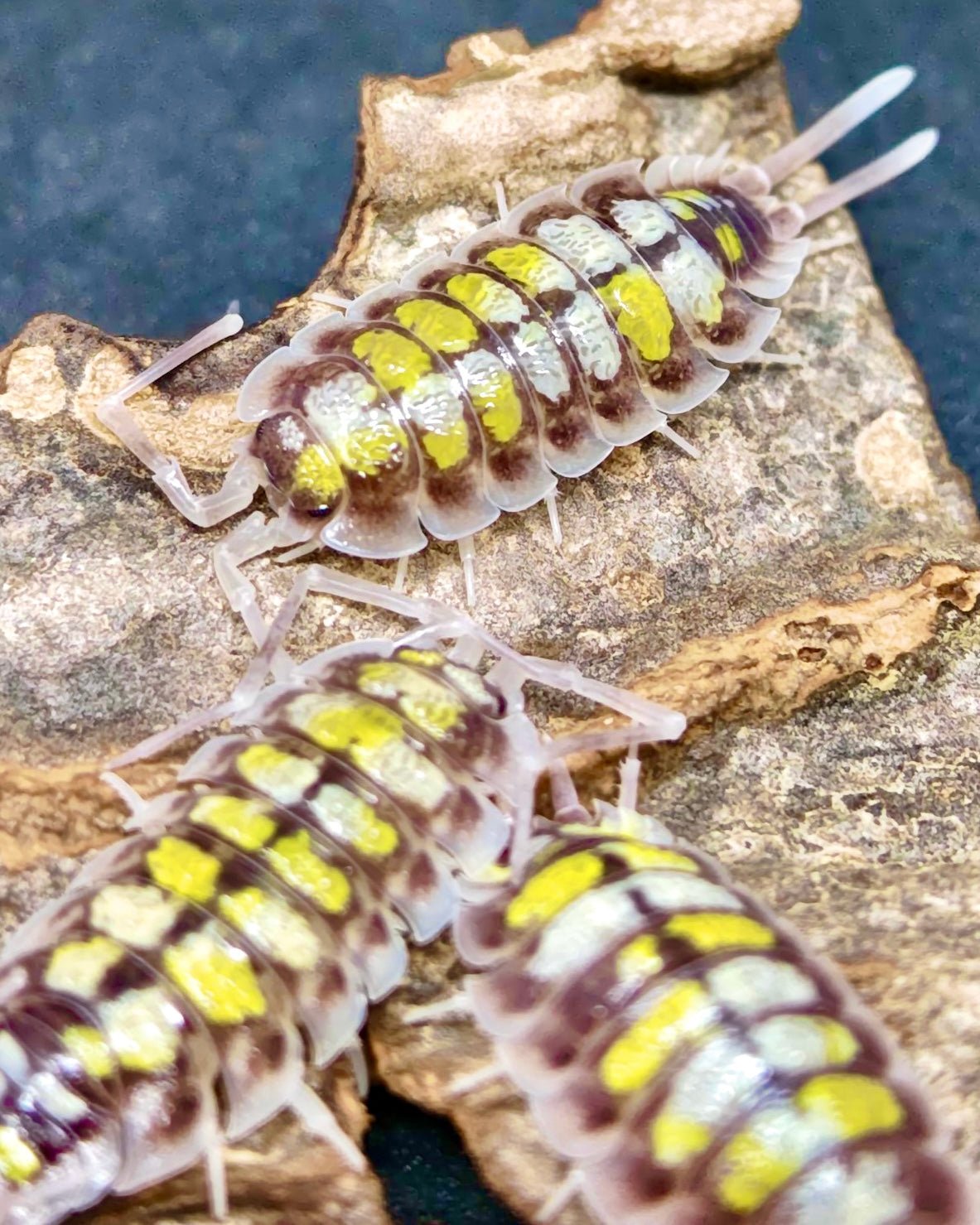 ⨂ Haasi Isopod "Palette", (Porcellio haasi) - Richard’s Inverts