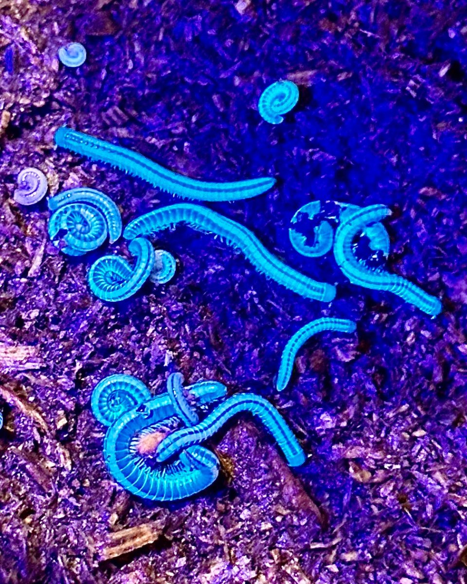 Hawaiian Glow Millipede, (Spirobollelus sp. "Maui") - Richard’s Inverts