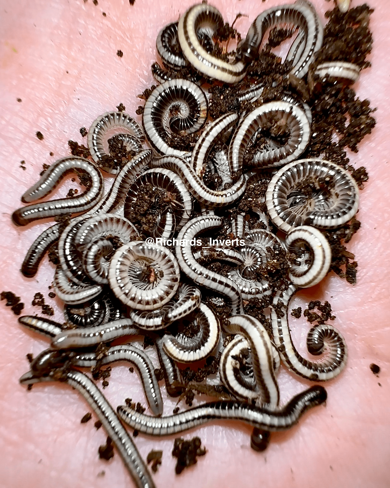 Hawaiian Glow Millipede, (Spirobollelus sp. "Maui") - Richard’s Inverts