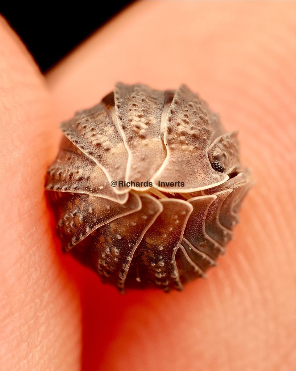 Hedgehog Isopod, (Armadillidium serratum) - Richard’s Inverts