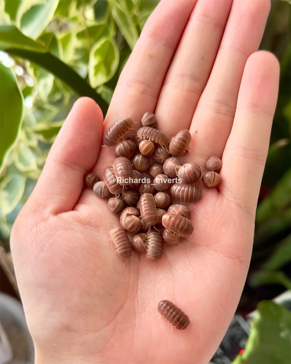 Hissing Isopod "Orange Crush", (Armadillo officinalis) - Richard’s Inverts
