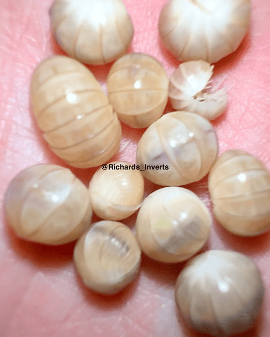 Hissing Isopod "White Piña", (Armadillo officinalis) - Richard’s Inverts