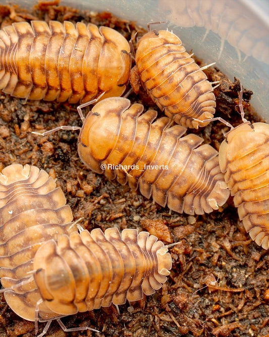 Honeymoon Tiger Isopod, (Cubaris sp. "Honeymoon Tiger") - Richard’s Inverts