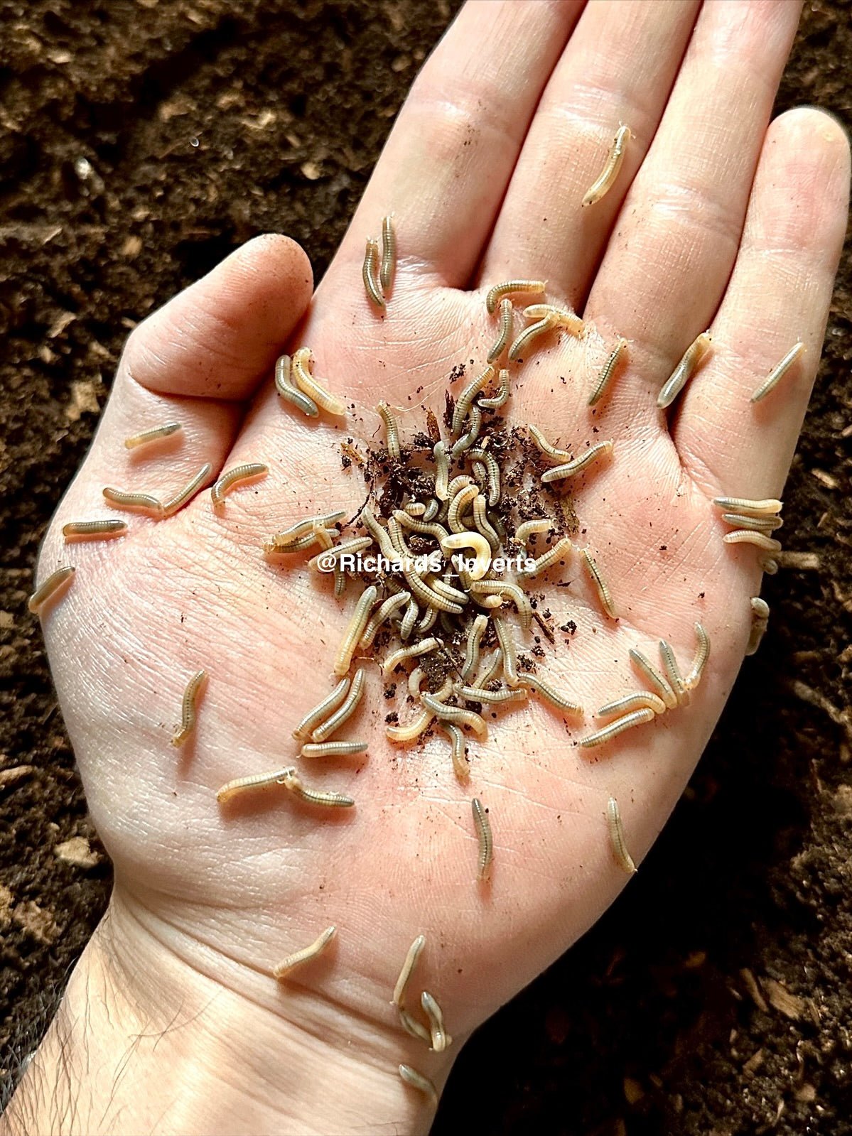 Hyper Avatar Millipede, (Salpidobolus sp. "Hyper Avatar") - Richard’s Inverts
