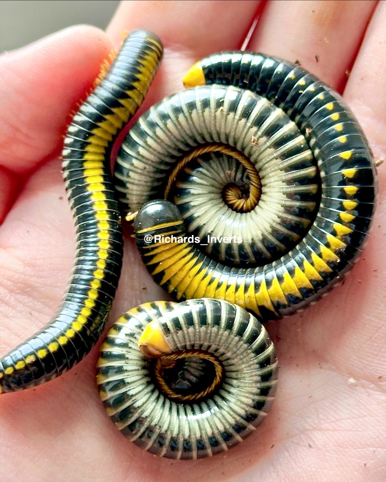 Hyper Avatar Millipede, (Salpidobolus sp. "Hyper Avatar") - Richard’s Inverts