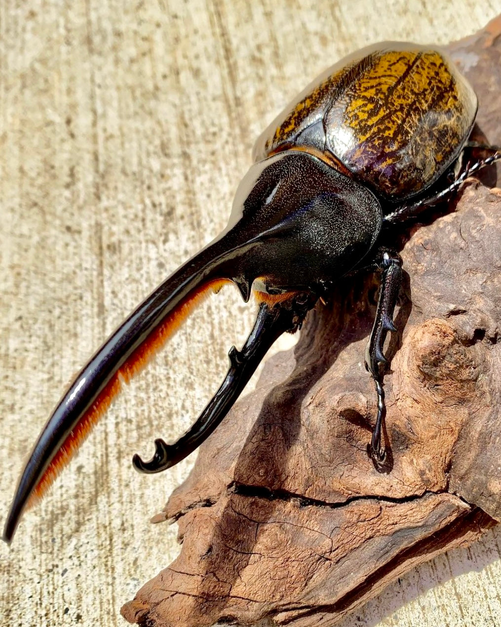 ⨂ Larvae - Hercules Rhino Beetle, (Dynastes septentrionalis)